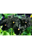 Muka Botanik 10 Adet Black Pansy Tohumu thumbnail 2