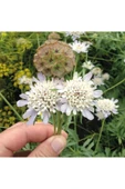 Muka Botanik 5 Adet Scabıosa 'sternkugel'’ Tohumu thumbnail 3