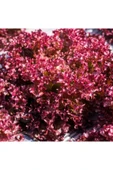 Muka Botanik 100 Adet Organic Ruby Red Leaf Marul Tohumu thumbnail 2