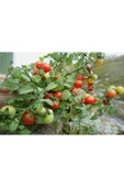 Muka Botanik 20 Adet Pigmy Micro Dwarf Domates Tohumu thumbnail 2