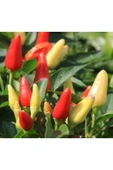 Muka Botanik Acı Burbiye Süs Biberi Tohumu Ekim Seti thumbnail 3
