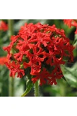 Muka Botanik 20 Adet Kırmızı Maltese Cross - Lychnis Chalcedonica Çiçeği Tohumu thumbnail 1