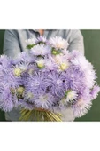 Muka Botanik 10 Adet Hazaster Hagan Light Blue Aster Tohumu thumbnail 2