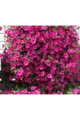Muka Botanik 10 Adet Natural Creeping Petunia Purple Tohumu thumbnail 5