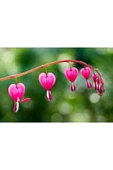 Muka Botanik 5 Adet Pink Bleeding Heart Tohumu thumbnail 6