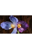 Muka Botanik 10 Adet Himalayan Blue And Purple Poppy Tohumu thumbnail 1
