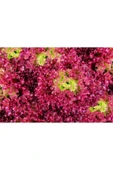 Muka Botanik 100 Adet Organic Ruby Red Leaf Marul Tohumu thumbnail 1