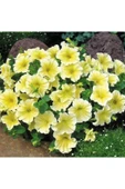 Muka Botanik 10 Adet Natural Trailing Petunia Yellow Star Tohumu thumbnail 2