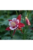 Muka Botanik 10 Adet Columbine Aquilegia Vulgaris Tohumu thumbnail 2