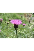 Muka Botanik 10 Adet Natural Centaurea Royal Pink Tohumu thumbnail 4