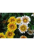 Muka Botanik 10 Adet Yellow Orange Gazania Tohumu thumbnail 4
