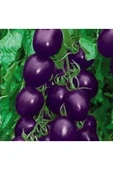 Muka Botanik Nadir Ithal Mor Domates Tohumu Ekim Seti thumbnail 5