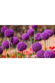 Muka Botanik 20 Adet Giant Ball Onion Allium Christophii Huge Hardy Perennial Tohumu thumbnail 2