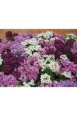Muka Botanik Karışık Alisso Çiçeği Tohumu Ekim Seti thumbnail 2
