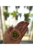 Muka Botanik 5 Adet Mother Of Thousands Tohumu thumbnail 2