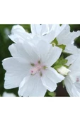 Muka Botanik 5 Adet Hollyhock (malva Moschata White) Tohumu thumbnail 3
