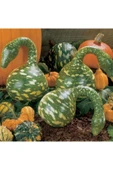 Muka Botanik Nadir Kuğu Su Kabağı Tohumu Ekim Seti thumbnail 3