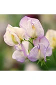 Muka Botanik 10 Adet Organic Sweet Pea High Scent Tohumu thumbnail 3