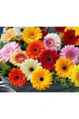 Muka Botanik Karışık Renkli Gerbera Çiçeği Tohumu thumbnail 3