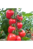 Muka Botanik Kokteyl Domates Tohumu / 10 Tohum thumbnail 1
