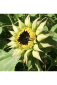 Muka Botanik 10 Adet Sunflower Sun-fill Purple Tohumu thumbnail 6