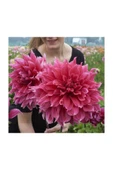 Muka Botanik Karışık Nadir Ithal Dev Dahlia Çiçeği Tohumu 5 Adet Tohum thumbnail 3