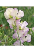Muka Botanik 10 Adet Organic Sweet Pea High Scent Tohumu thumbnail 4