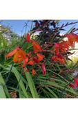 Muka Botanik 10 Adet Organic Crocosmia Lucifer Tohumu thumbnail 2