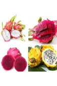 Muka Botanik 9 Adet 9 Renk Tropikal Dragon Fruit (pitaya) Meyvesi Tohumu thumbnail 3