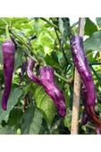 Muka Botanik 20 Adet Buena Mulata Purple Hot Biber Tohumu thumbnail 3
