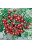 Muka Botanik Cherry Saksılık Domates Tohumu Ekim Seti thumbnail 3