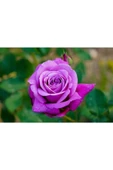 Muka Botanik 5 Adet Purple Rose, Rosa Setigera Tohumu thumbnail 1