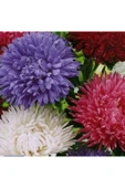 Muka Botanik 10 Adet Natural Chrysanthem Aster Mix Heirloom Tohumu thumbnail 3