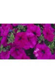 Muka Botanik 10 Adet Natural Creeping Petunia Purple Tohumu thumbnail 4