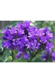 Muka Botanik Mor Campanula Çiçeği Tohumu Ekim Seti thumbnail 4