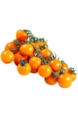 Muka Botanik 20 Adet Golden Cherry Domates Tohumu thumbnail 2
