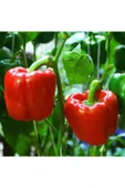 Muka Botanik 100 Adet Nadir Kırmızı Dolmalık Biber Tohumu thumbnail 1