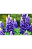 Muka Botanik 5 Adet Lupin Blue Flame Giant Tohumu thumbnail 4