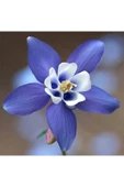Muka Botanik 5 Adet Colorado Blue Columbine Tohumu thumbnail 2