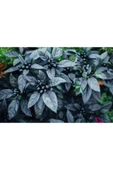 Muka Botanik 20 Adet Black Pearl Acı Biber Tohumu thumbnail 2