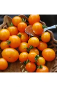 Muka Botanik 20 Adet Sun Gold Cherry Domates Tohumu thumbnail 4