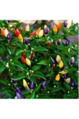 Muka Botanik Yediveren Acı Süs Biberi Tohumu Ekim Seti thumbnail 4