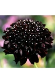 Muka Botanik 5 Adet Mourning Bridge Scabiosa Day & Night Mix Tohumu thumbnail 3