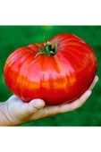 Muka Botanik 20 Adet Beefsteak Domates Tohumu thumbnail 1