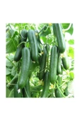 Muka Botanik Ithal Erkenci Bol Verim Sırık Salatalık Tohumu 5 Adet Tohum thumbnail 2