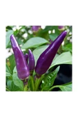 Muka Botanik Süper Paket 100 Adet Tohum Mor Acı Süs Biberi Tohumu Mor Biber Tohumu thumbnail 3