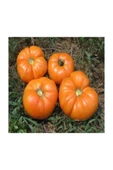 Muka Botanik Nadir Ithal Iri Turuncu Domates Tohumu 10 Adet Tohum thumbnail 4