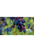 Muka Botanik 10 Adet Cerinthe Major, Pride Of Gibraltar, Honeywort Tohumu thumbnail 6