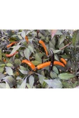 Muka Botanik Halloween Black And Orange Thai Biber Tohumu thumbnail 1