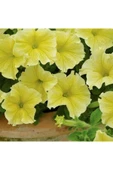 Muka Botanik 10 Adet Natural Trailing Petunia Yellow Star Tohumu thumbnail 3